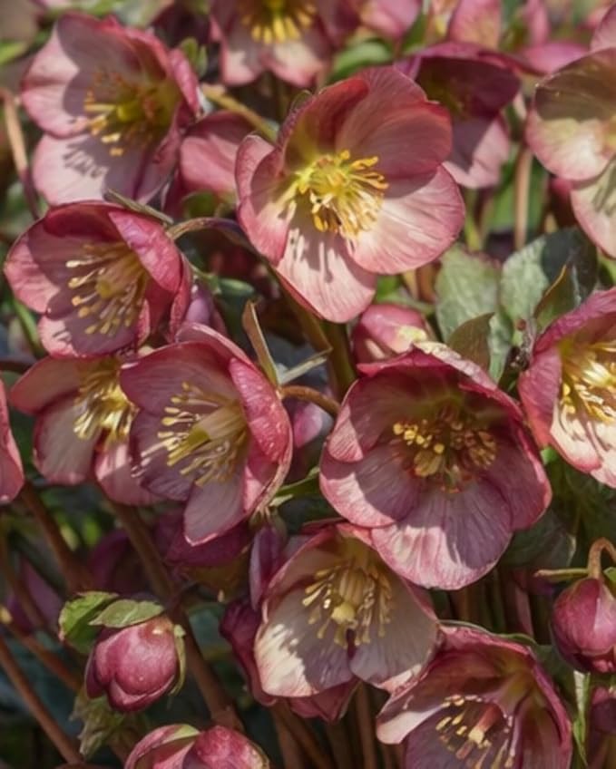 Perennial Farm Helleborus x Frostkiss® Elemental® – Live Lenten Rose in #1 Container, Elegant White Blooms, Marbled Evergreen Foliage, Early Spring Color, Shade Loving, Deer Resistant