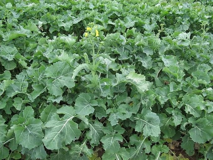 2000 Hanover Salad Spring Kale Smooth Siberian Brassica Napus Vegetable Seeds