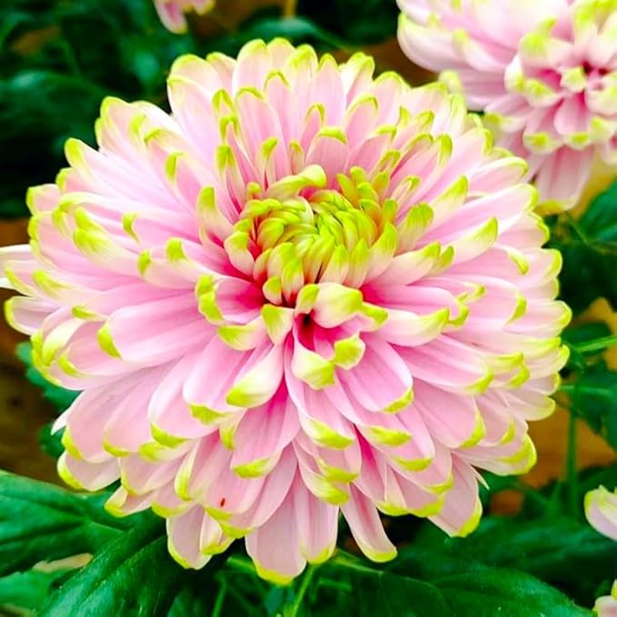 100+ Giant Dahlia Dinner Plate Flower Seeds - Exotic Dahlia for Planting Dahlia Pinnata Seeds