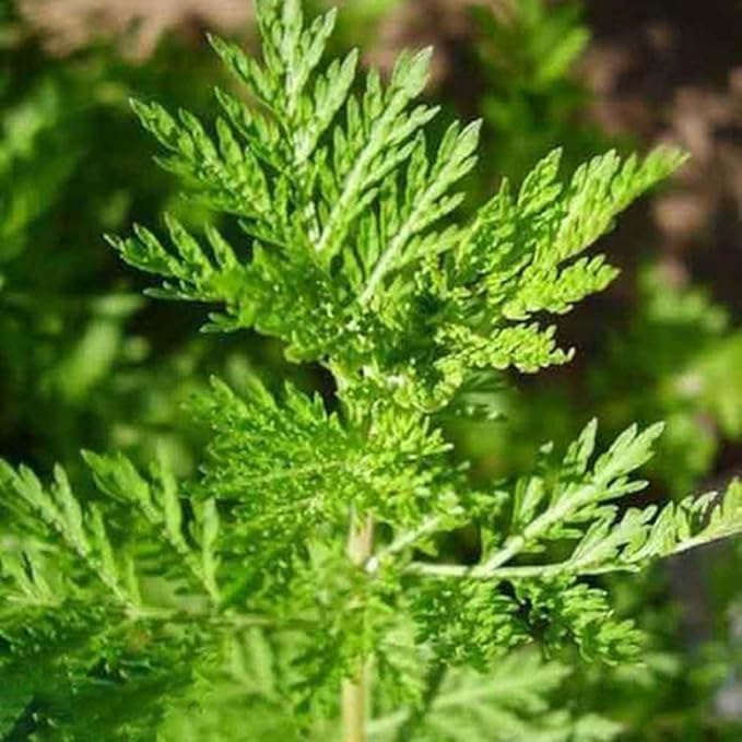 Chinese Wormwood Seeds, Sweet Annie (Artemisia annua) 200pcs Rare Medicinal Herb Seeds for Backyard Garden Nursery Seedling Plant Seed