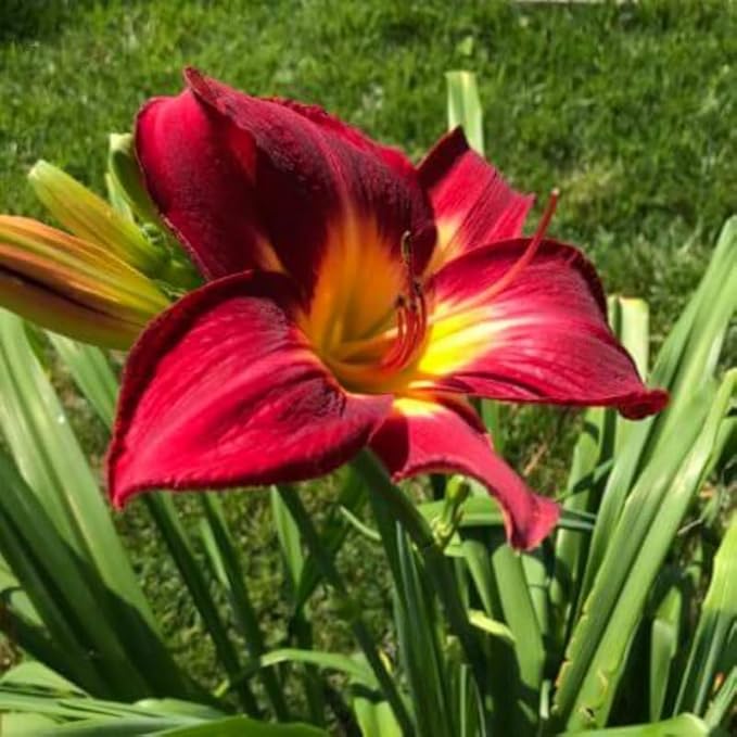 Set 10 Red Daylily Bulbs for Planting, Hardy Perennial Lily Roots for Colorful Summer Blooms