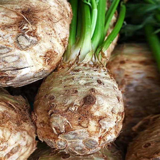 3000 Giant Prague Celeriac Seeds | Apium Graveolens Knob Celery Root Crown Turnip Diamant Heirloom Vegetable Seed