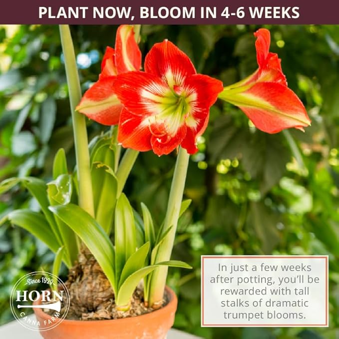Merengue Spider Amaryllis Bulb by Horn Canna Farm | Exotic Indoor Flower Bulb for Winter Growing | Long Petaled Green Orange Bronze Blooms