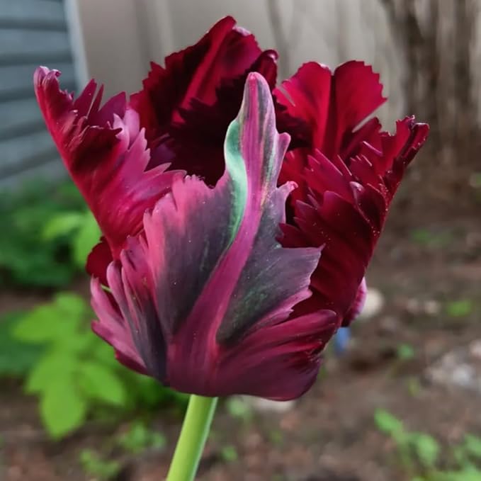 10 Tulip Bulbs for Spring Planting, Black Parrot Tulip Bulbs for Fall Planting, Flower Bulbs Growing