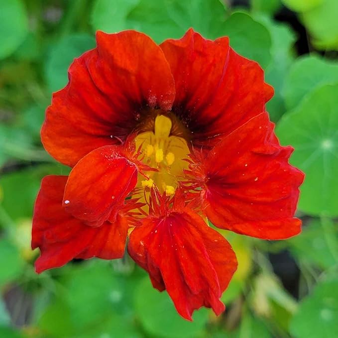 Eden Brothers Nasturtium Seeds - Mahogany Gleam Non-GMO Seeds for Planting, 1 Ounce | Low-Maintenance Flower Seeds, Plant During Spring Season, Zones 1, 10, 2, 3, 4, 5, 6, 7, 8, 9