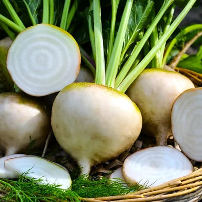 400 White Albino Beet Seeds | Beetroot Sugar Sweet Blankoma Avalanche Snow Beets Root Turnip Garden Vegetable Seed