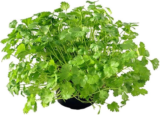 Cilantro Seed, Sprouting Seeds, Microgreen, Sprouting, 4 OZ, Non GMO - Country Creek Acres Brand - High Sprout Germination- Juicing, Gardening, Hydroponics, Growing Salad Sprouts