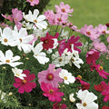 Park Seed Sonata Mix Cosmos Flower Seeds – Pack of 500 Seeds, White, Red, and Pink Blooms, Compact 2-Foot Plants, Ideal for Borders, Containers, and Edging