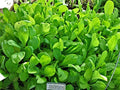 Mustard Spinach (Komatsuna) Tendergreen Great Heirloom Vegetable Seeds by Seed Kingdom 1/4 Lb Seeds