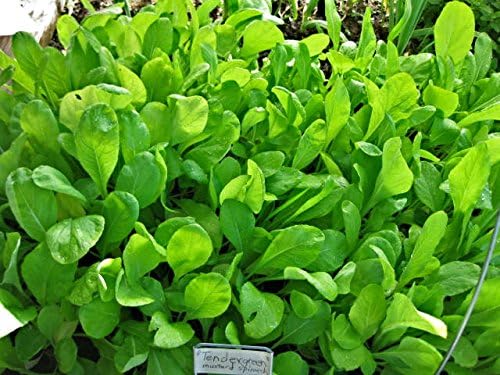 Mustard Spinach (Komatsuna) Tendergreen Great Heirloom Vegetable Seeds by Seed Kingdom 1/4 Lb Seeds