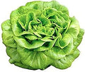 Buttercrunch Lettuce Seeds - Fall Crop and Cool Season Planting -1200 Seeds
