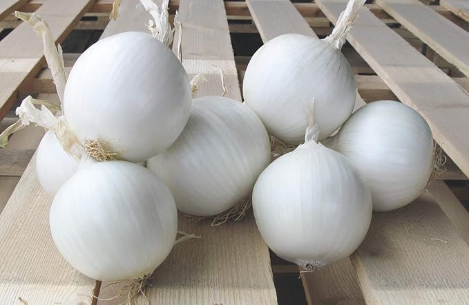 Seeds Vegetable Onion Snow White - 300 Seeds