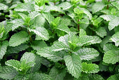 100+ Mojito Mint Seeds, Heirloom Herb Non-GMO, Fragrant Rare! Ships from USA Mentha spicata