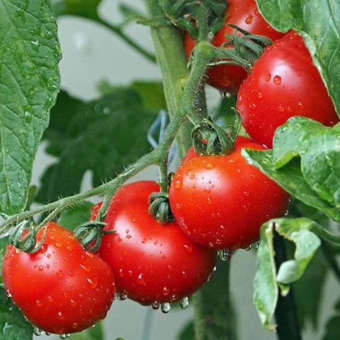 Premium Large Cherry Tomato Seeds – 500 Non-GMO Heirloom Seeds for Planting – Sweet Juicy, High Yield, Rich Flavor Tomatoes for Home Garden, Balcony, Outdoor, Greenhouse – Easy to Grow Vegetable Seeds