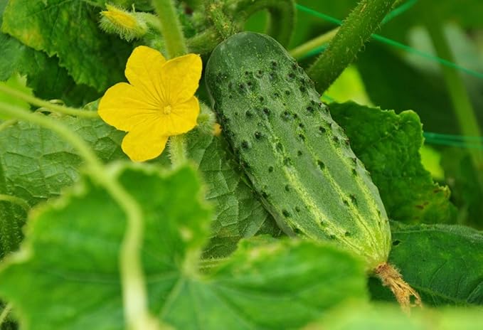 Seeds Indoor Cucumber Self-Pollinating 10 Seeds for Planting Non-GMO