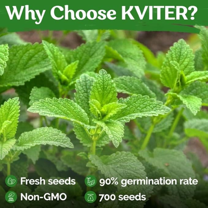 KVITER 700 Lemon Balm Seeds for Planting (Melissa Officinalis) – Heirloom & Organic Medicinal Herb Seeds – Grow in Herb Garden, Pots, Beds Indoors & Outdoors for Calming Lemon Balm Tea