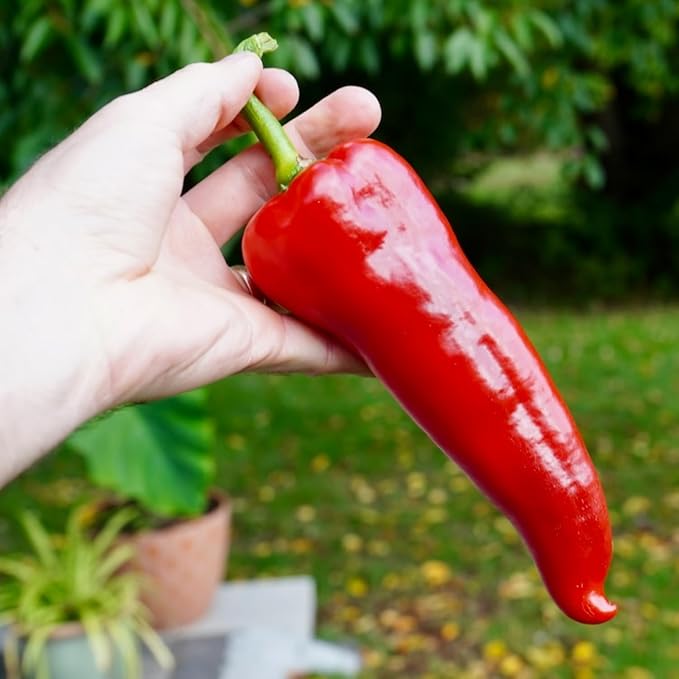 100 Hot Chili Pepper Seeds for Planting, Large Red Pepper Seeds to Grow Indoor Outdoor, Vegetable Home Garden