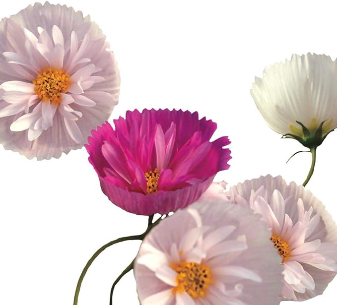 Park Seed Cosmo Flower Plant Seeds, Easy to Grow, Perfect for Spring Garden, Cupcakes and Saucers Mix, Pack of 25