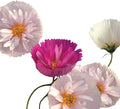 Park Seed Cosmo Flower Plant Seeds, Easy to Grow, Perfect for Spring Garden, Cupcakes and Saucers Mix, Pack of 25