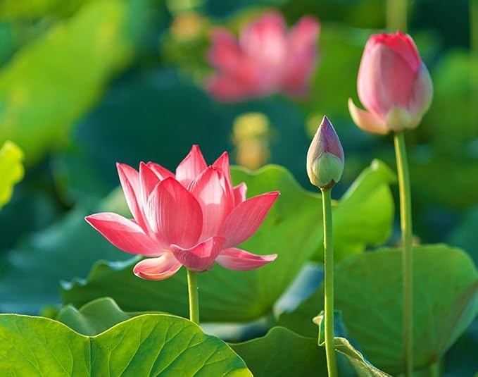 35 pcs Mini Lotus Seeds Variety Pack – Bonsai Lotus, Water Lily Garden Seeds for Ponds, Containers, Patio & Zen Decor