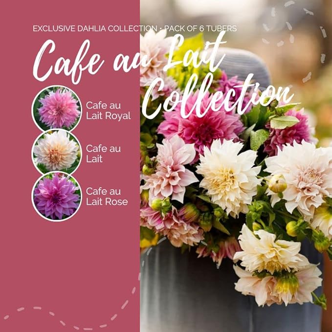Eden Brothers Dahlia Bulbs (Dinnerplate) - Cafe au Lait Collection, Non-GMO Bulbs for Planting, 3 Bulbs | Low-Maintenance Flower Bulbs, Plant During Spring, Zones 8, 9, 10, 11