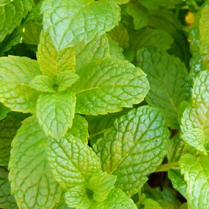 Peppermint Mint Plants Live Indoors Outdoors, Fresh Herb Mint Plant, Live Peppermint Plant, Peppermint Plants for Outside Inside, Potted Mint