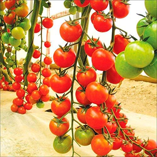 NIKA SEEDS - Seeds Vegetable Red Vine Tomato - 50 Seeds
