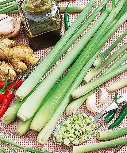 Seeds Lemongrass - Cymbopogon - Heirloom Herb - GMO Free