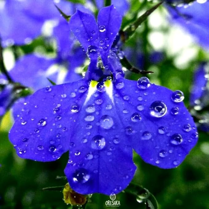 Seeds Lobelia Blue Cascade 1000+ Seeds for Planting Flowers Groundcover Trailing Flower