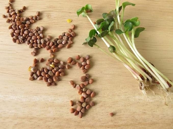 16 ounce Daikon Radish Seeds - "COOL BEANS n SPROUTS" Brand, Radish Daikon Sprouting Seeds. Known to be a Spicy Radish.