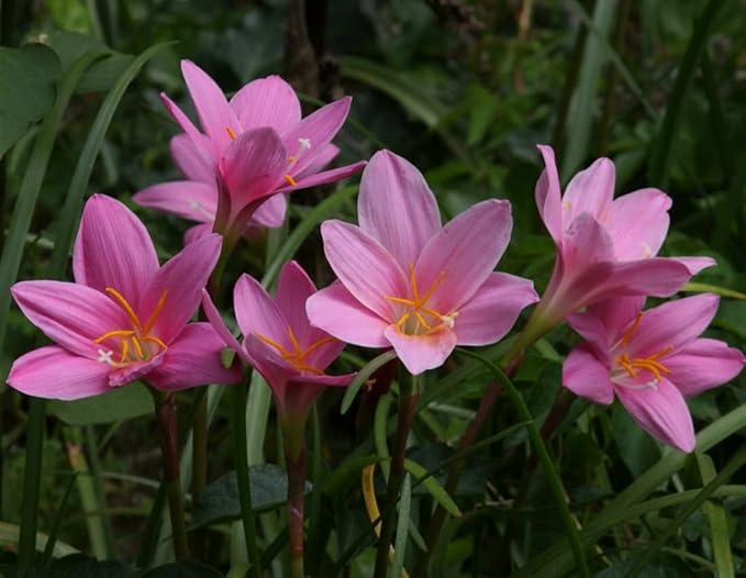 Votaniki Zephyranthes Grandiflora Pink Rain Lily Bulbs for Planting - Perennial Lily Flowering Bulbs | Bloom Multiple Times - Easy to Grow (20 Pack)