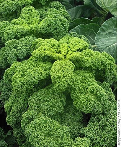 300+ Seeds Kale Bush Dinosaur Giant Cabbage - Vegetable Green