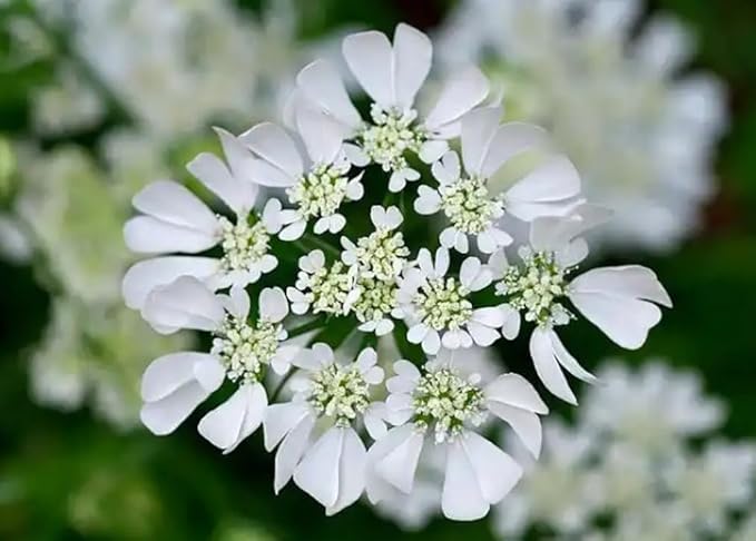 50PCS Orlaya Grandiflora Seeds White Minoan Lace Easy Grow Indoor Outdoor Seeds Heirloom