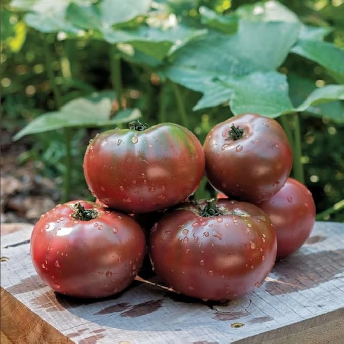 Park Seed Variety of Tomato Seeds, Planting Vegetables, Easy to Grow, Non-GMO, Perfect for Harvesting, Hybrid Purple Boy, Pack of 100