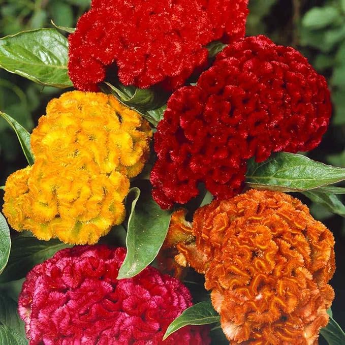 Outsidepride Mix Cockscomb Seeds - 500 Pcs Annual Dwarf Celosia Flower Seeds for Planting, Easy to Grow, Heat & Drought-Tolerant Exotic Flowers with Wavy Crests for Colorful Gardens