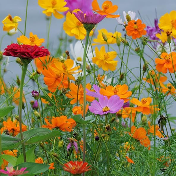 Mixrug Mix Cosmos Seeds for Planting, 1000pcs Rare Perennial Cosmos Flower Seeds, Heirloom Non-GMO Open Pollinated Wildflowers for Home Garden Outdoors