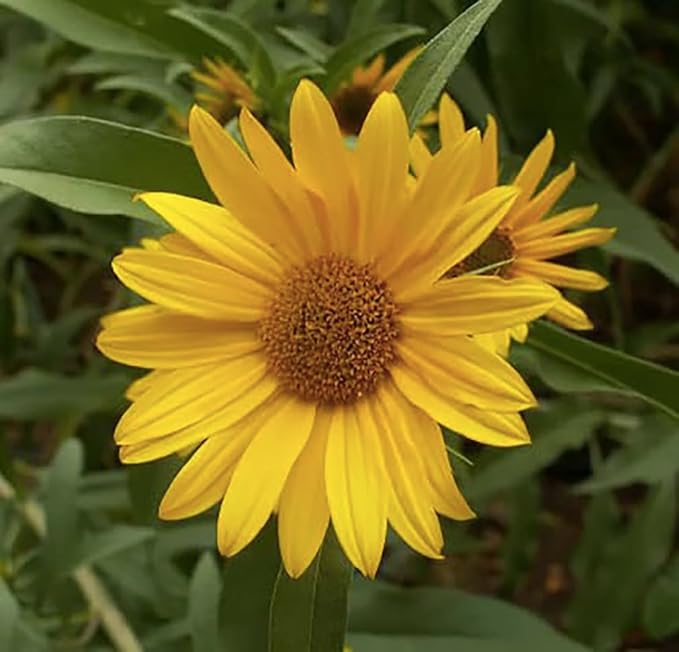Maximilian Sunflower Seeds - Attracts Bees and Butterflies - Perennial Sunflower Native to North America, Approximtely 600 Seeds