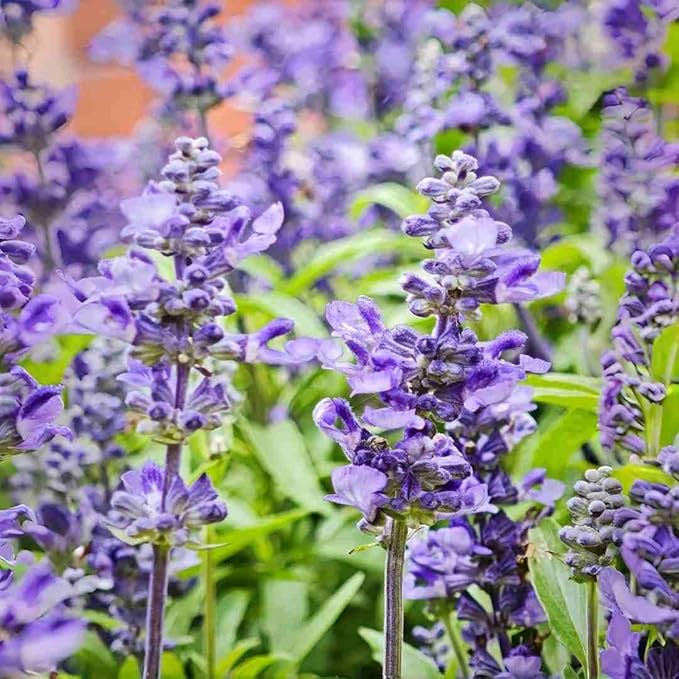Baptisia (False Indigo) Seeds 300pcs– Non-GMO Perennial Flower Seeds –Hardy Ornamental Plant for Garden & Landscape