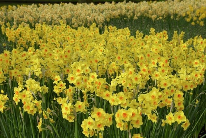 Narcissus Golden Dawn (10 Bulbs) Late-Flowering, Multi-Flowering,Award-Winner