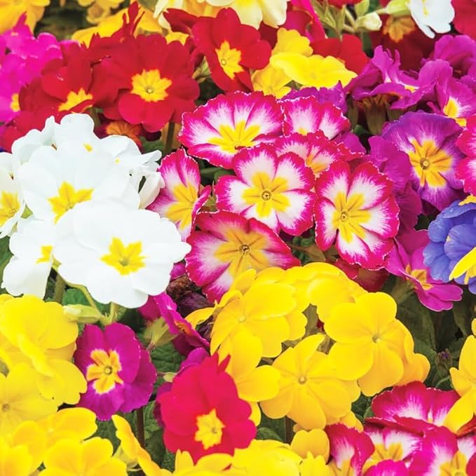 200+Mixed Primrose Primula Flower Seeds to Plant Outdoor-Perennial Primula Malacoides Seeds for Planting Non-GMO Heirloom