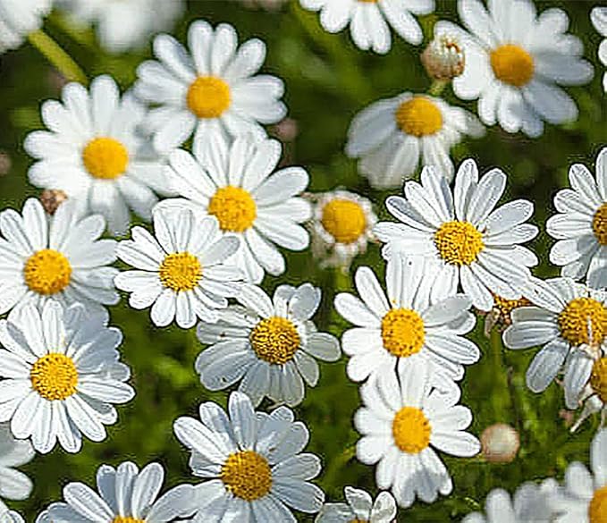 Englemann Daisy Seeds - Perennial Native - 6500 Seeds