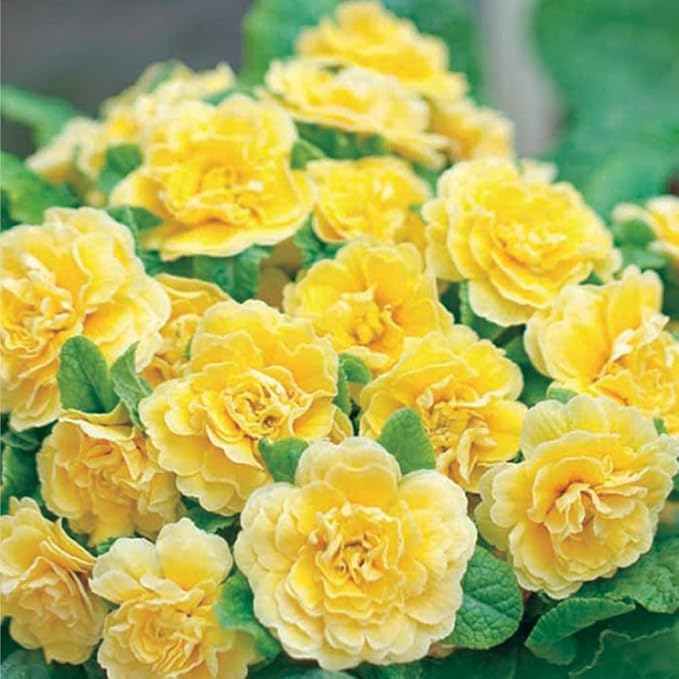 302 Mixed Perennial Primrose Seeds for Planting-Fragrant Double Primula Auricula Seeds-Primula Malacoides Early Blooming Flower Seed for Gardens & Outdoor Containers