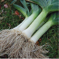 1000 Giant Musselburgh Leek Seeds; Old Scottish Heirloom Variety