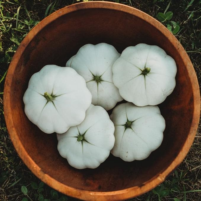 Early White Bush Scallop Squash (White Patty Pan Squash) - 25 Seeds - Bush Squash Variety, Non-GMO Heirloom Summer Squash Seeds for Planting in The Home Garden, Thresh Seed Company