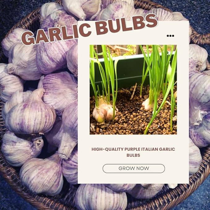 1 Pound Purple Hardneck Garlic Bulbs for Planting, Fresh High-Yield Hardy Garlic for Garden or Container Growing