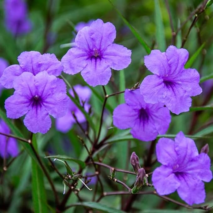 Set 6 Mix Random Mexican Petunia Plants Live, Perennial Outdoor Growing, Startrer Size 4-6" in Tall, Long Blooming Season, Landscapes, Borders, Ground Cover