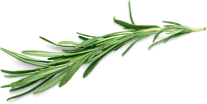 Organic Rosemary Seeds (Rosmarinus officinalis) 100 Seeds (0.2 Grams) Aromatic Culinary Herb for Decor, Cooking by Smoke Camp Crafts