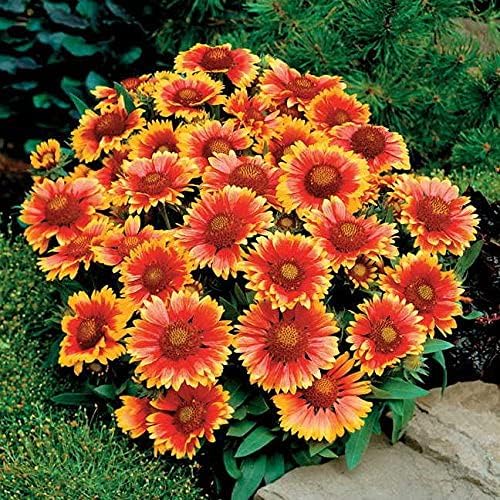Park Seed Arizona Sun Blanket Flower Seeds, Award Winning Vibrant Orange Bloom, Pack of 25 Seeds