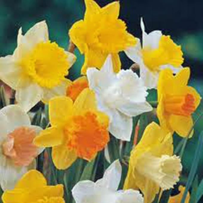 Daffodil, Bulb (20 Pack), Trumpet Mix, Perennial Daffodils, Bulbs, Stunning Bright Flowers