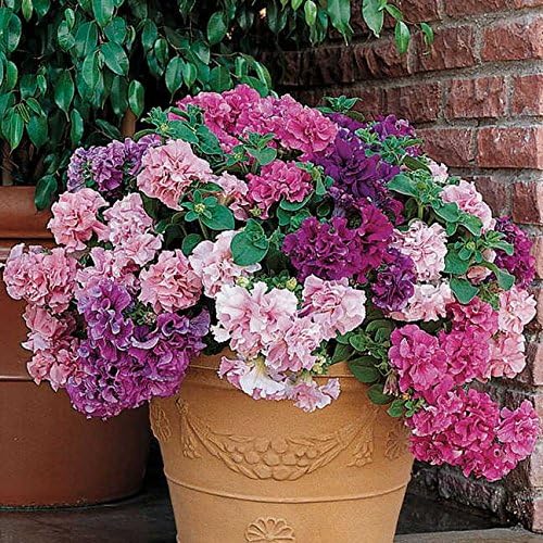 Park Seed Double Cascade Hybrid Petunia – Extra-Large 4–6 Inch Ruffled Blooms in 5 Colors, Compact Grandiflora for Baskets, Pots, and Beds, Weather-Resistant and Long-Blooming – Pack of 35
